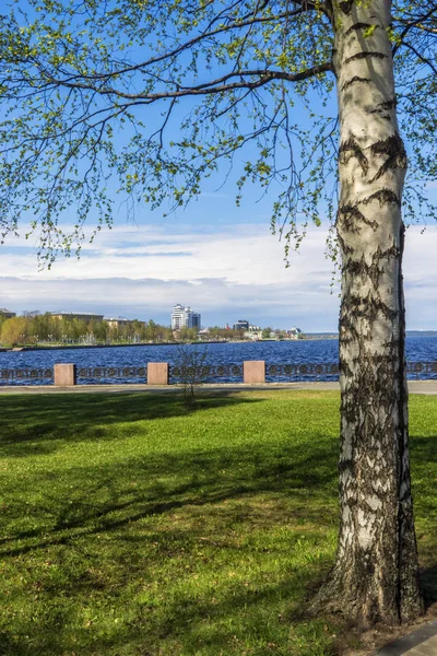 Björk Bakgrund Staden Vall Sjön — Stockfoto