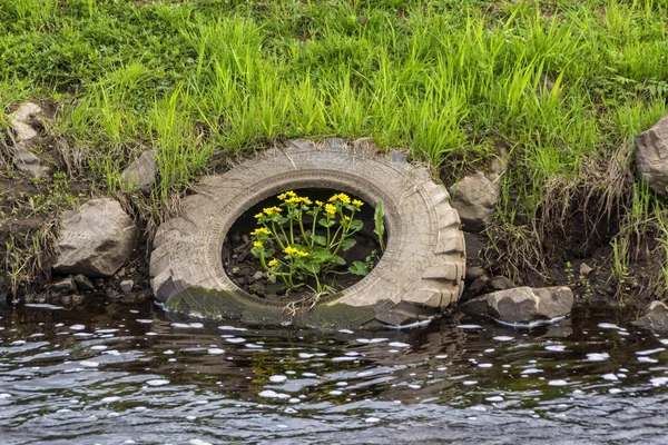 Pollution of nature - flowers grown in abandoned truck tire by the river