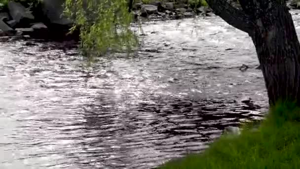 Branche Saule Courbée Dessus Une Rivière — Video