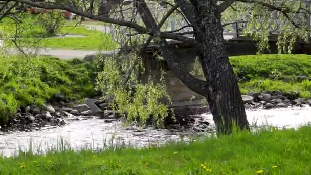 Branche Saule Courbée Dessus Ruisseau Près Pont Dans Parc — Video