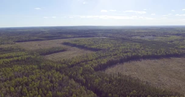 Desarrolladores Cortan Áreas Bosque Para Viviendas Baratas Las Afueras Ciudad — Vídeo de stock