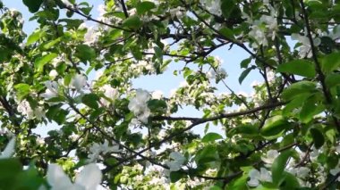 Yeşillik ve yaz bahçesinde çiçeklenme elma ağaçları çiçekler