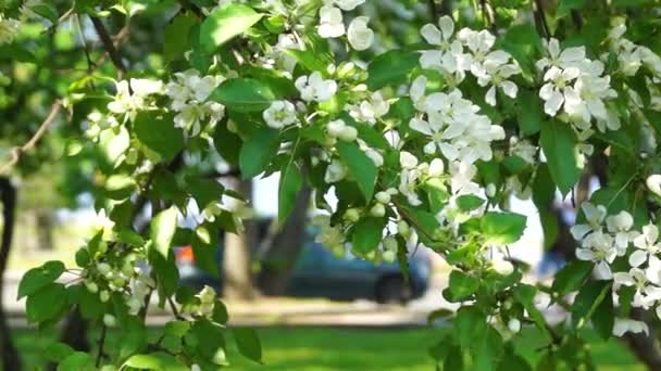 公園でリンゴの木を咲かせる都市の街のシーンのライフスタイル — ストック動画