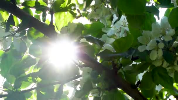 Éclats Soleil Scintillements Dans Feuillage Florissant Pommier — Video