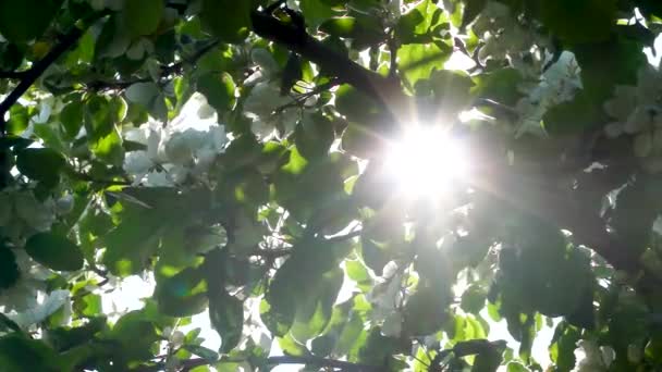 Espumantes Relâmpagos Sol Através Folhagem Macieira Florescente — Vídeo de Stock