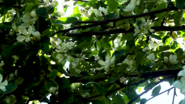 太陽の点滅と輝きリンゴの木の葉を開花で チルトアップ — ストック動画