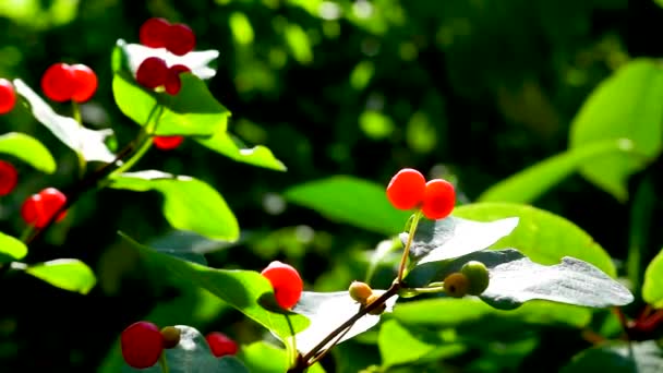 日当たりの良い森の中のハニーサックルの果実と葉 — ストック動画