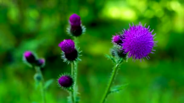 Thistle Flowers Background Green Foliage — Stock Video