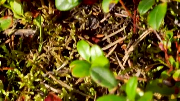 野生成熟森林林根莓 — 图库视频影像