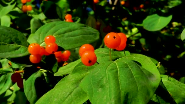 Orange Forest Honeysuckle Berries Sunny Day — Stock Video