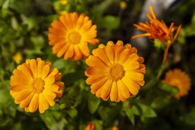 Bahçede güzel calendula çiçekleri