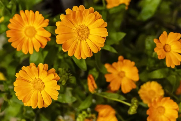 The calendula flowers in sunny garden