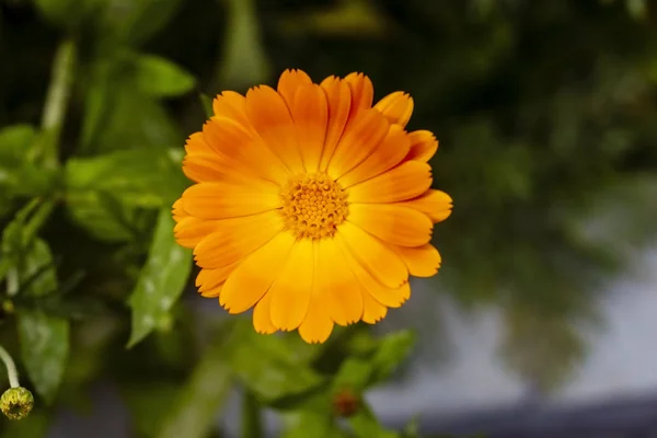 Hermosa Flor Caléndula Sola Jardín — Foto de Stock