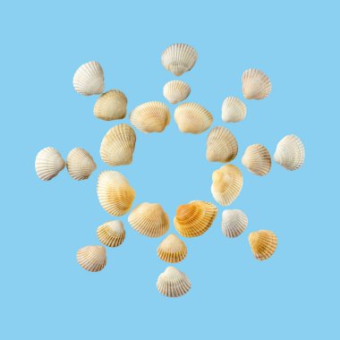 Hafif mavi arka plan üzerinde izole deniz kabukları güneş