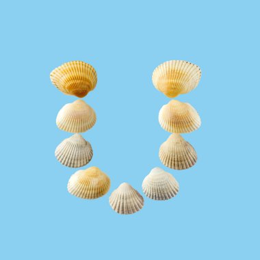 Deniz kabuklarından oluşan ve yumuşak mavi arka plan üzerine izole edilmiş 