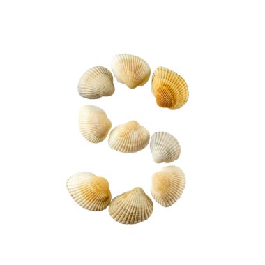 Deniz kabuklarından oluşan, beyaz arka plan üzerine izole edilmiş 
