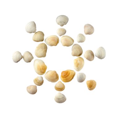Beyaz arka plan üzerinde izole deniz kabukları güneş