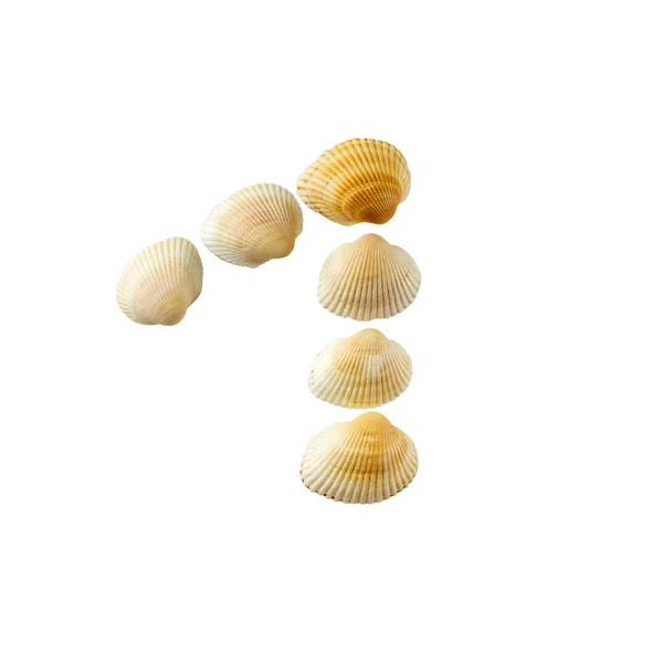 Number One Sea Shells Isolated White Background — Stock Photo, Image