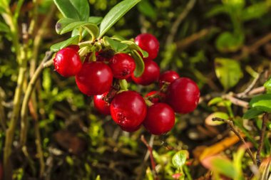 Çalı üzerinde yabani olgun kırmızı orman lingonberries Demet