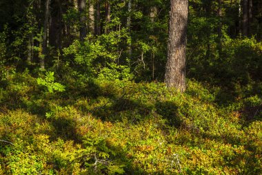 Yaz ve sonbahar arasında vahşi ormanda ağaçlar ve çalılar