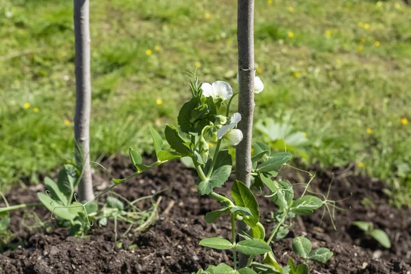 Kwitnące Kiełki Grochu Uprawiane Łóżku Ogrodowym — Zdjęcie stockowe