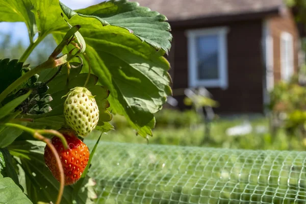 Strawberries Front Small Summer Hut Country — Stock Photo, Image