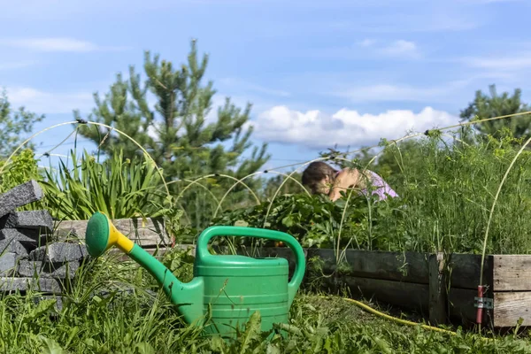Vrouw Cultiveren Van Groenten Tuin Plot Land — Stockfoto