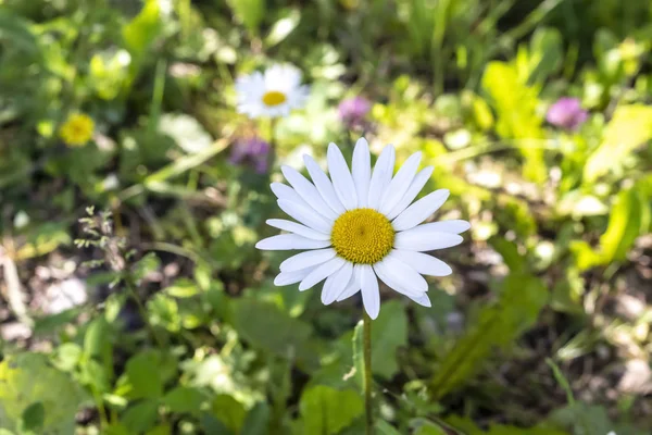 Gänseblümchen Gras Einem Sonnigen Sommertag — Stockfoto