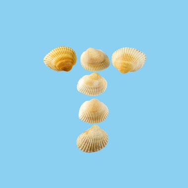 Deniz kabuklarından oluşan ve yumuşak mavi arka plan üzerine izole edilmiş 