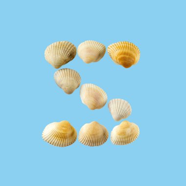 Deniz kabuklarından oluşan ve yumuşak mavi arka plan üzerine izole edilmiş 