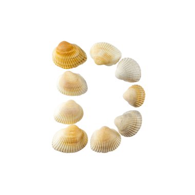 Deniz kabuklarından oluşan ve beyaz arka plan üzerine izole edilmiş 