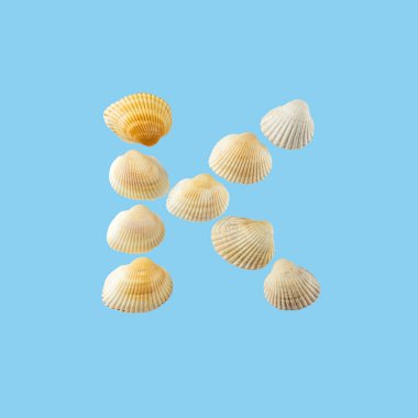 Deniz kabuklarından oluşan ve yumuşak mavi arka plan üzerine izole edilmiş 