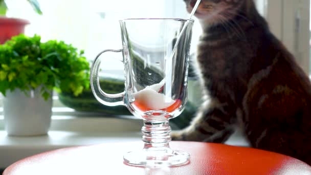 Curioso Gatinho Relógios Derramando Café Quente Uma Xícara — Vídeo de Stock