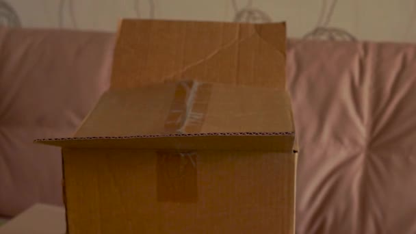 Kitten Jumps Out Cardboard Box — Stock Video