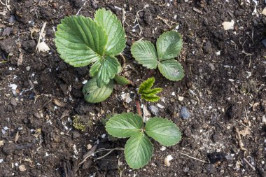 Çalı açık alanda bahçe çilek