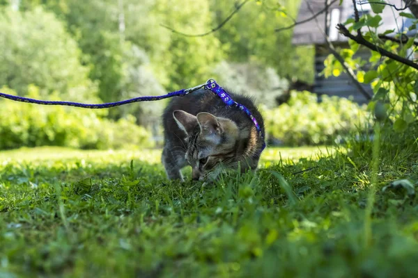 화창한 잔디에 시골에서 고양이 — 스톡 사진