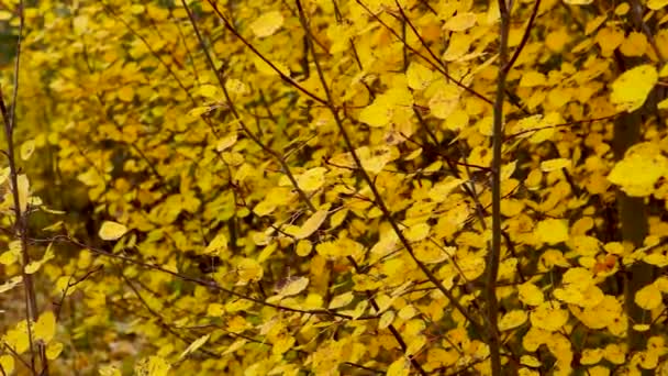 Sarı Huş Ağaçlarının Sessiz Ormanlarında Dolu Yağıyor — Stok video