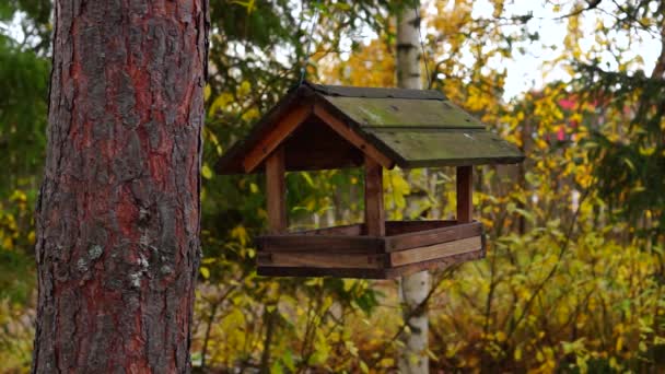 小鸟和松鼠在松树上象小而尖的房子一样在欢呼时觅食 — 图库视频影像