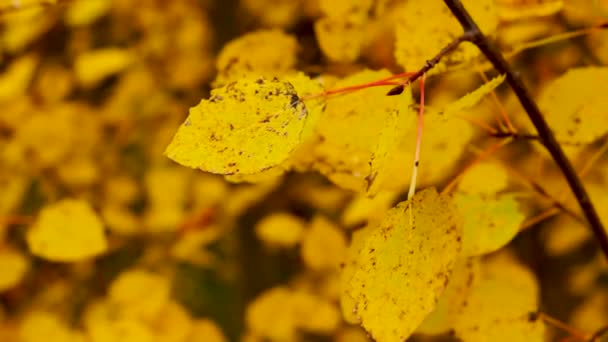 Autumn Leaves Birch Tremble Hailstones Fall Hailing — Stock Video