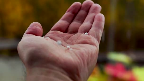 Hagel Fällt Trüben Herbsttagen Offene Palme — Stockvideo