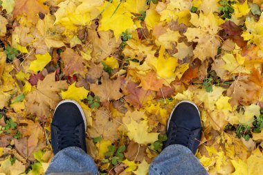Sonbahar akçaağaç yapraklarının canlı örtüsü