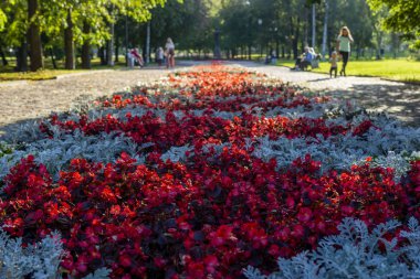 Yazın sonlarında güneşli bir günde insanları çiçeklerle parkta dinlendirirdi.