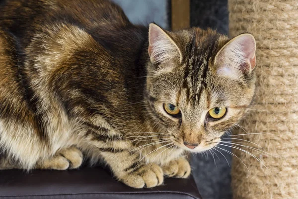 Νεαρό Πορτρέτο Γάτας Κορμό Που Τρίβεται Σχοινί Γιούτας — Φωτογραφία Αρχείου