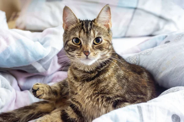 Gattino Adulto Siede Coperta Sul Letto — Foto Stock