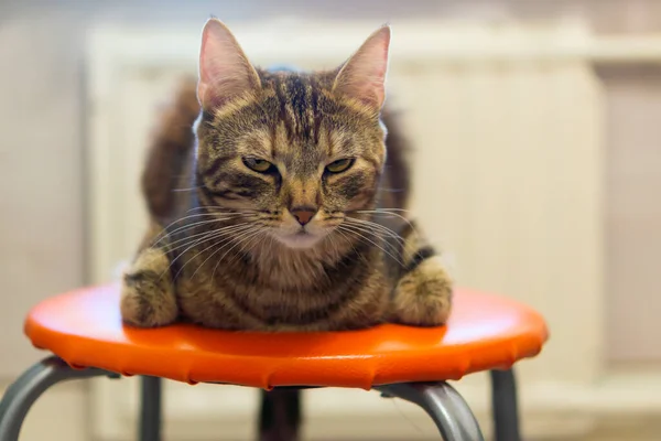 Giovane Gatto Occhi Strabici Trova Sgabello Arancione Camera — Foto Stock