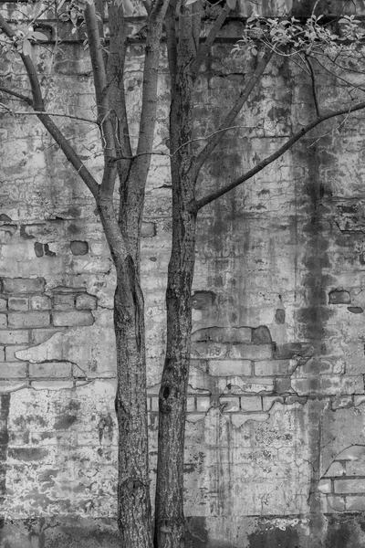 Rough Background Old Brick Wall Shabby Stucco Trees Black White — Stock Photo, Image