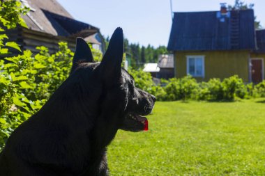 Kara çoban köpeği sıcak yaz gününde kırsaldaki ahşap evin yanında nöbet tutuyor.