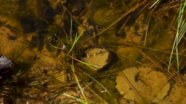 Yaz mevsiminde sığ bir gölde kurbağa yavrusu.
