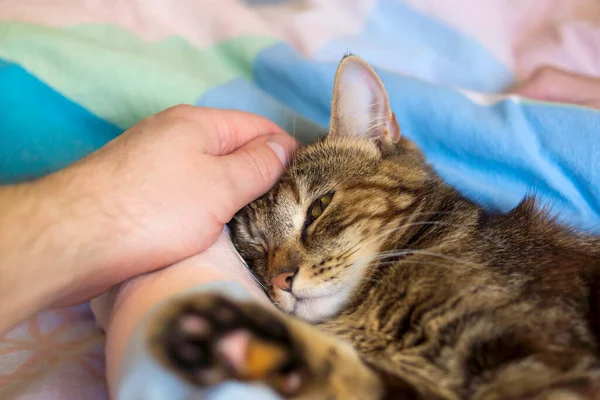 Cuidando Mão Humana Acariciando Cabeça Jovem Gato Sonolento — Fotografia de Stock