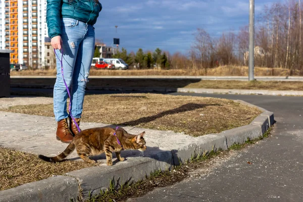 Dívka Kráčí Kočkou Městě — Stock fotografie